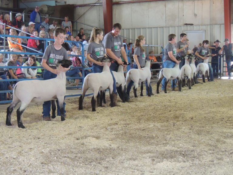 Champions at Greene County Fair sheep show told Greene County News Online