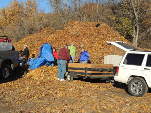 The leaves raked in Jefferson were taken to the city compost site at Daubendiek Park, where they made a pile about 20 feet tall. Leaves were unloaded from trucks and trailers in assembly line fashion.