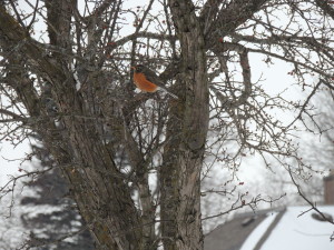 There are a few more meals left for this hardy robin.