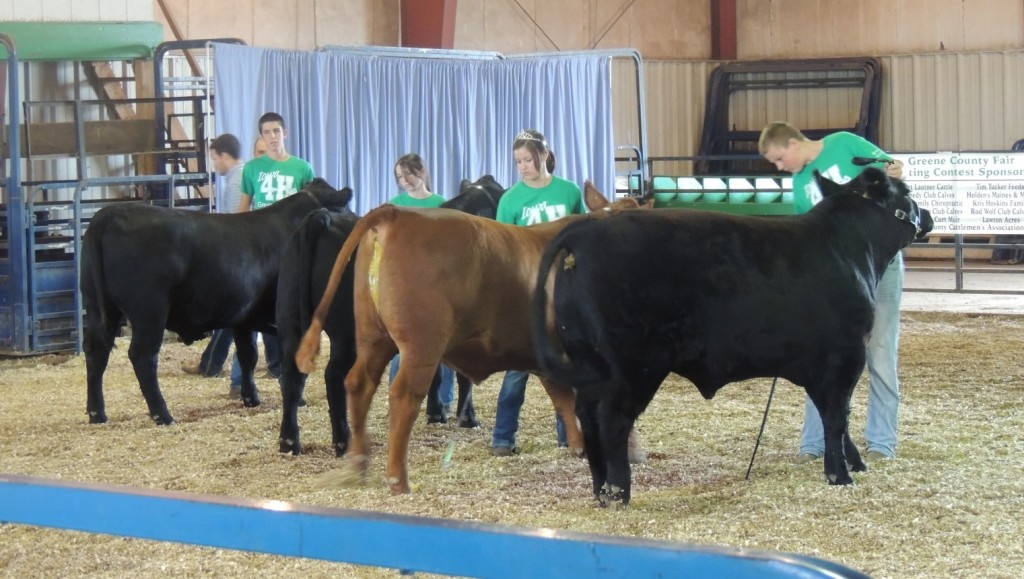 Results told for county fair livestock shows Greene County News Online