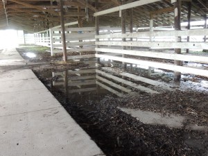 Inside the cattle barn