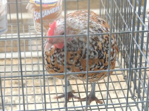 Fair chickens Fisher Blue Laced Red