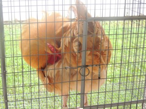 Fair chickens Fisher Buff Orphington rooster