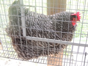 Fair chickens Fisher barred rock hen