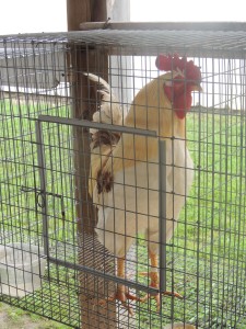 Fair chickens Fisher mixed breed rooster
