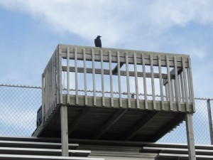 This crow staked his claim to the best seat in the house at the Greene County Fairgrounds. He'll have plenty to watch this week!