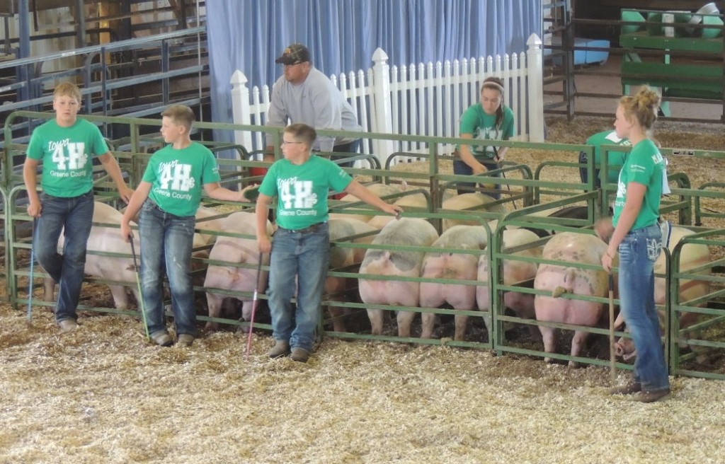 Results told for county fair livestock shows Greene County News Online