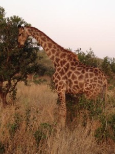 Rotary Africa, giraffe