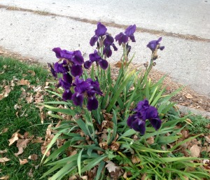 Fall irises