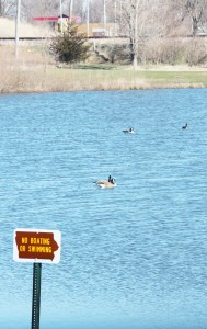 GeeseSwimming