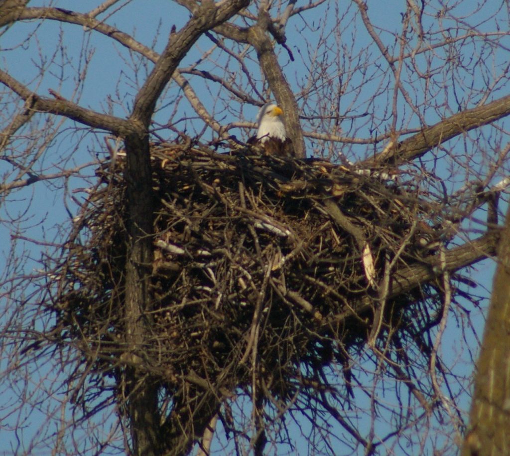 List 100+ Images what is the name of an eagle’s nest Stunning